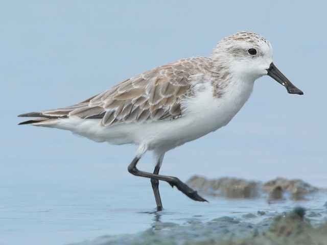 Nonbreeding adult/immature - Spoon-billed Sandpiper - 