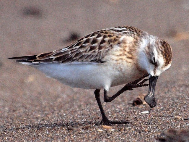 Juvenile - Spoon-billed Sandpiper - 