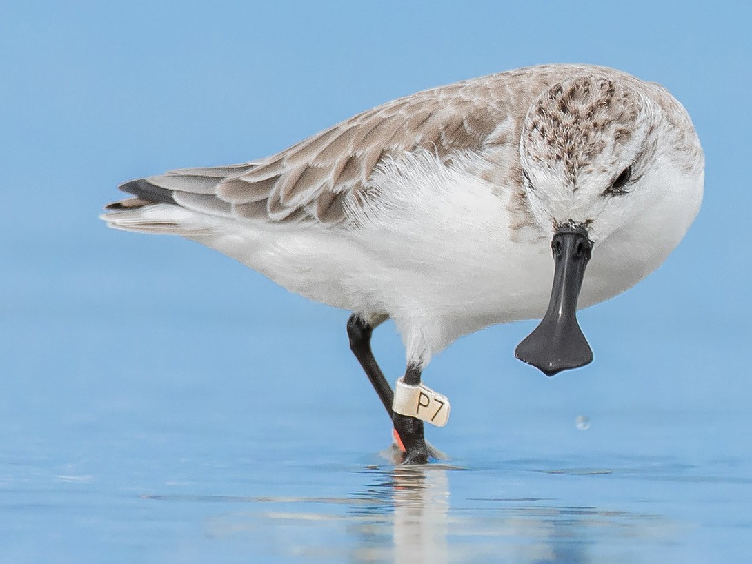 Spoon-billed Sandpiper - Natthaphat Chotjuckdikul