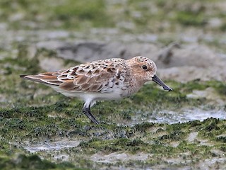  - Spoon-billed Sandpiper