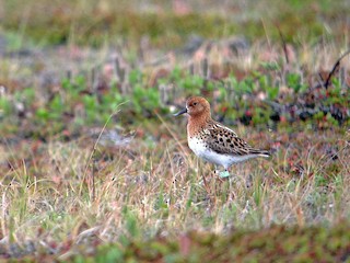  - Spoon-billed Sandpiper
