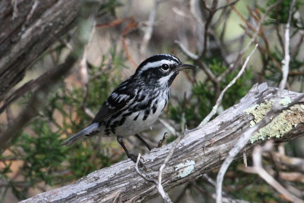 Black-and-white Warbler - Terry Hibbitts