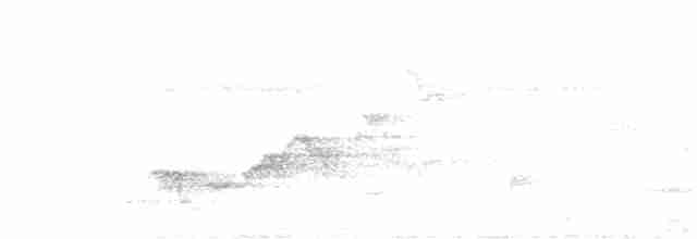 Дрізд-короткодзьоб Cвенсона - ML157508841