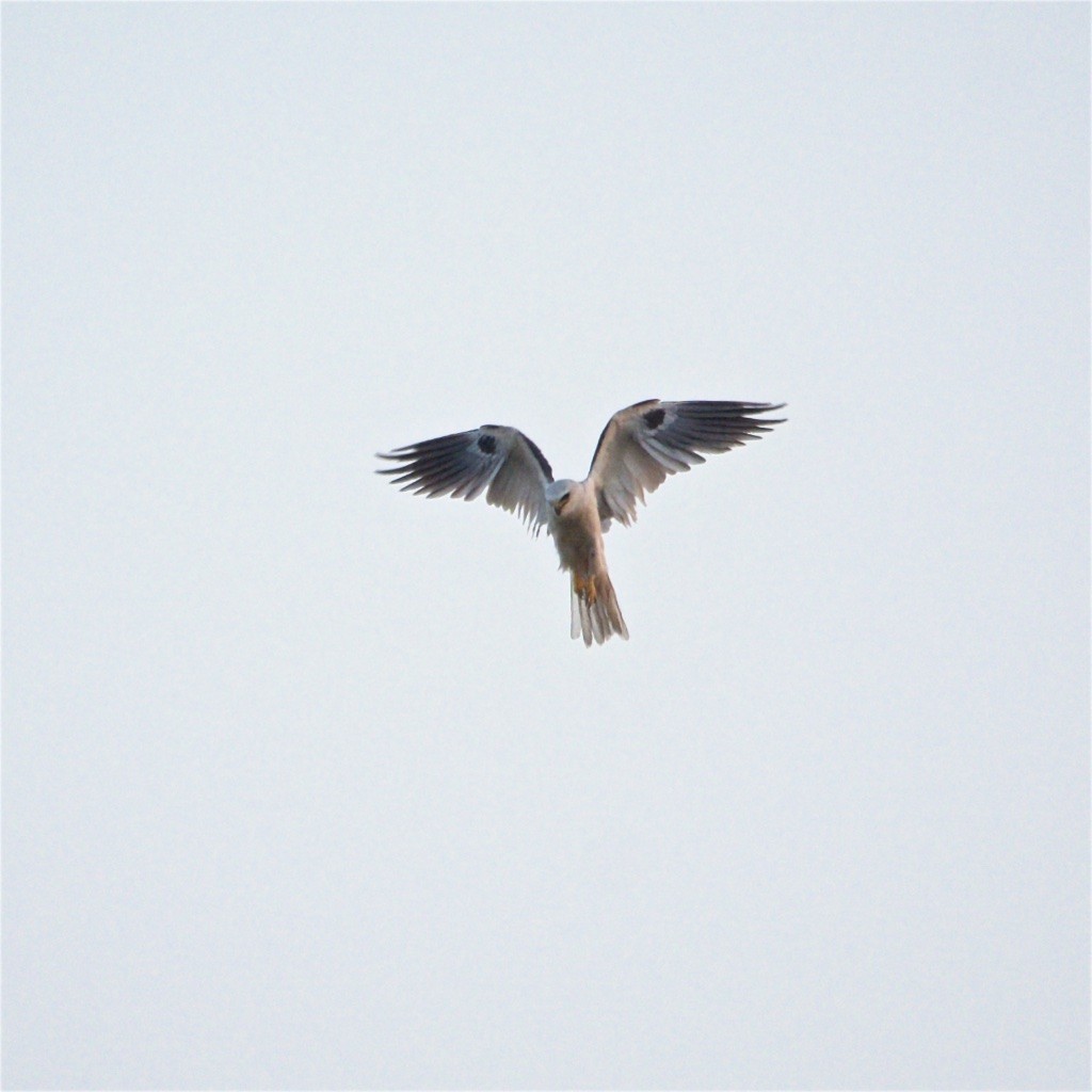 White-tailed Kite - ML157508911