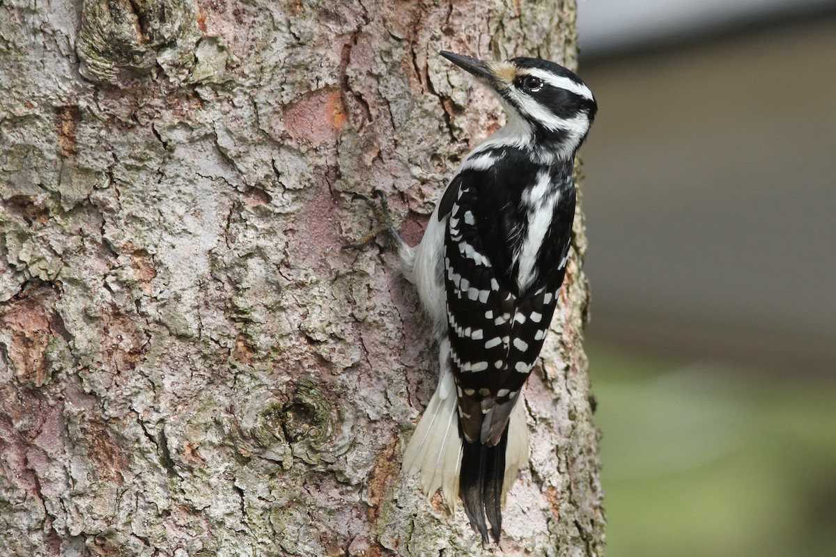 Hairy Woodpecker - Mylene  Paulhus, Perreault