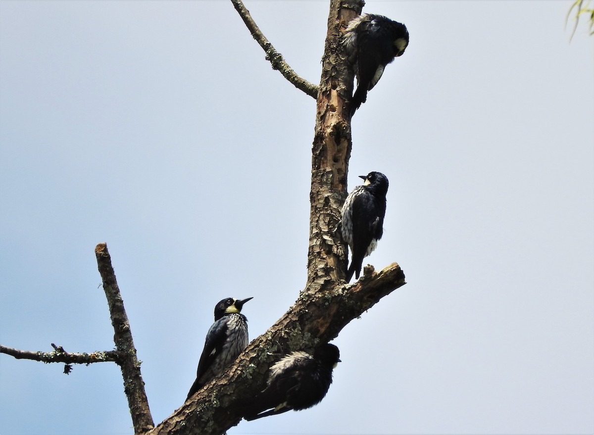 Acorn Woodpecker - ML157514731