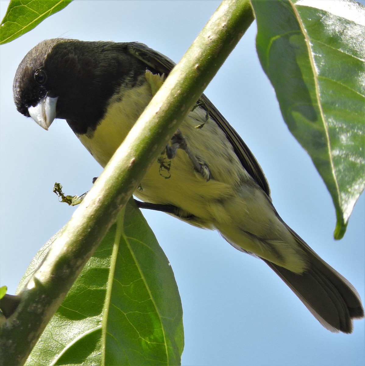 Yellow-bellied Seedeater - ML157515081