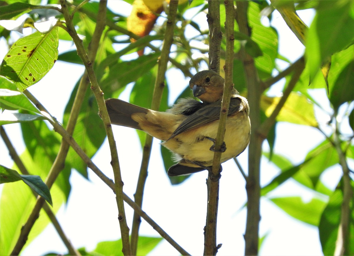Yellow-bellied Seedeater - ML157515311