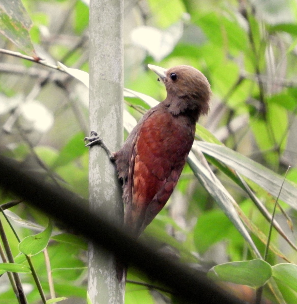 Pale-headed Woodpecker - Salma Sultana