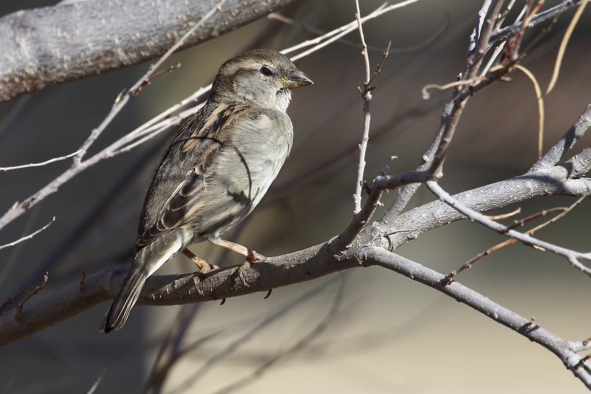 House Sparrow - gord smith