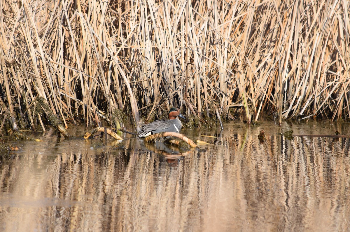Green-winged Teal - ML157521991