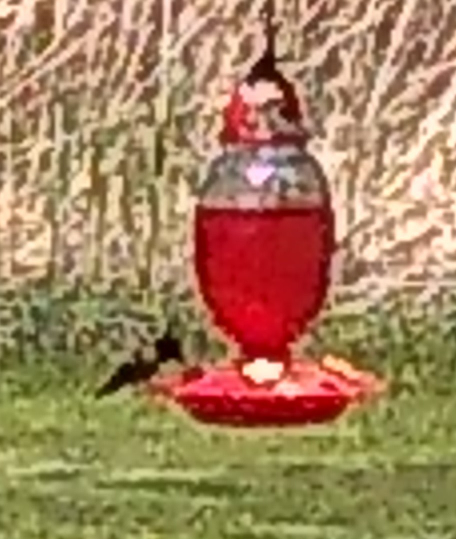 Ruby-throated Hummingbird - ML157522391