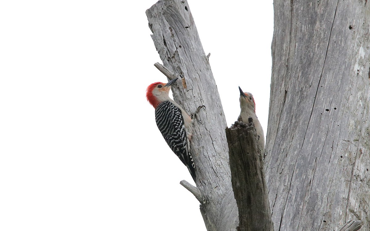 Red-bellied Woodpecker - ML157523021