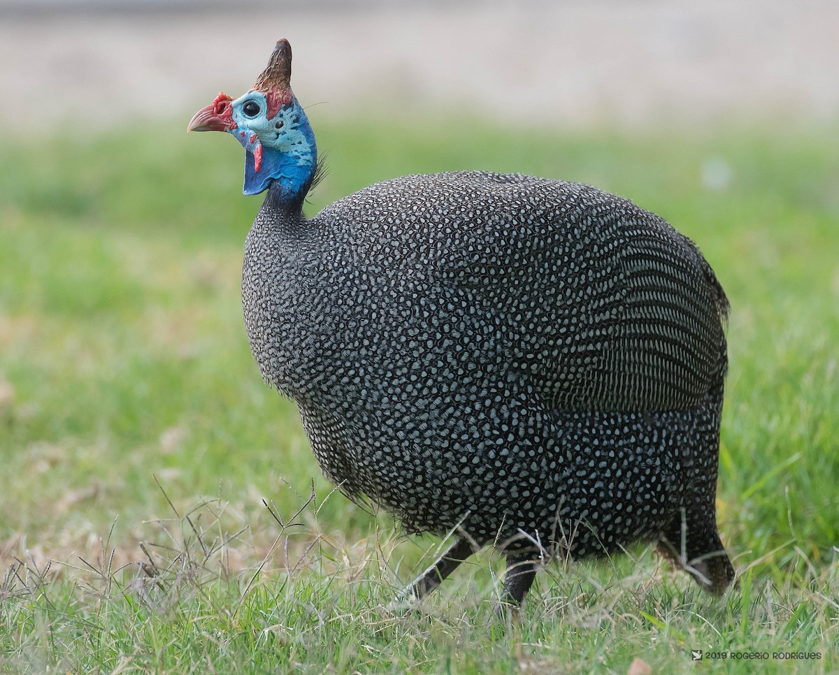 Helmeted Guineafowl - Rogério Rodrigues