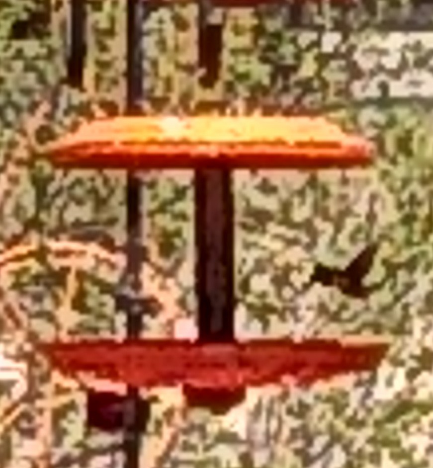 Ruby-throated Hummingbird - ML157531571