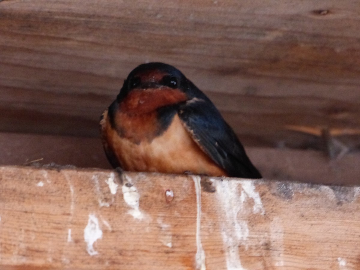Barn Swallow - Peder Stenslie