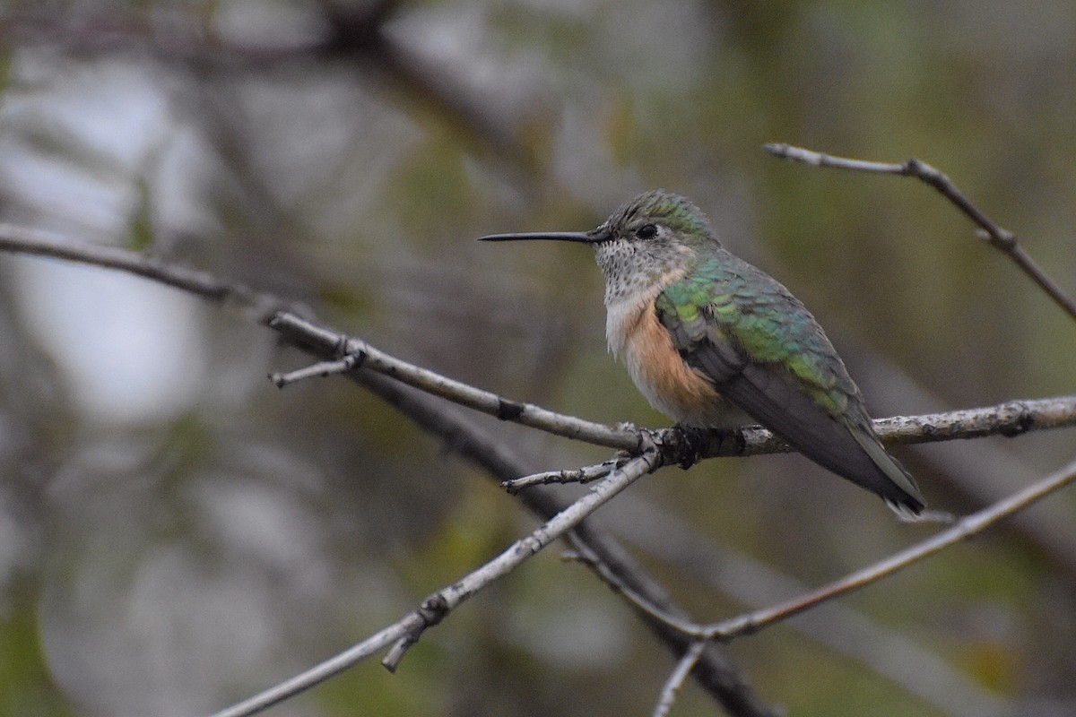 Broad-tailed Hummingbird - Mark Minner-Lee 🦉
