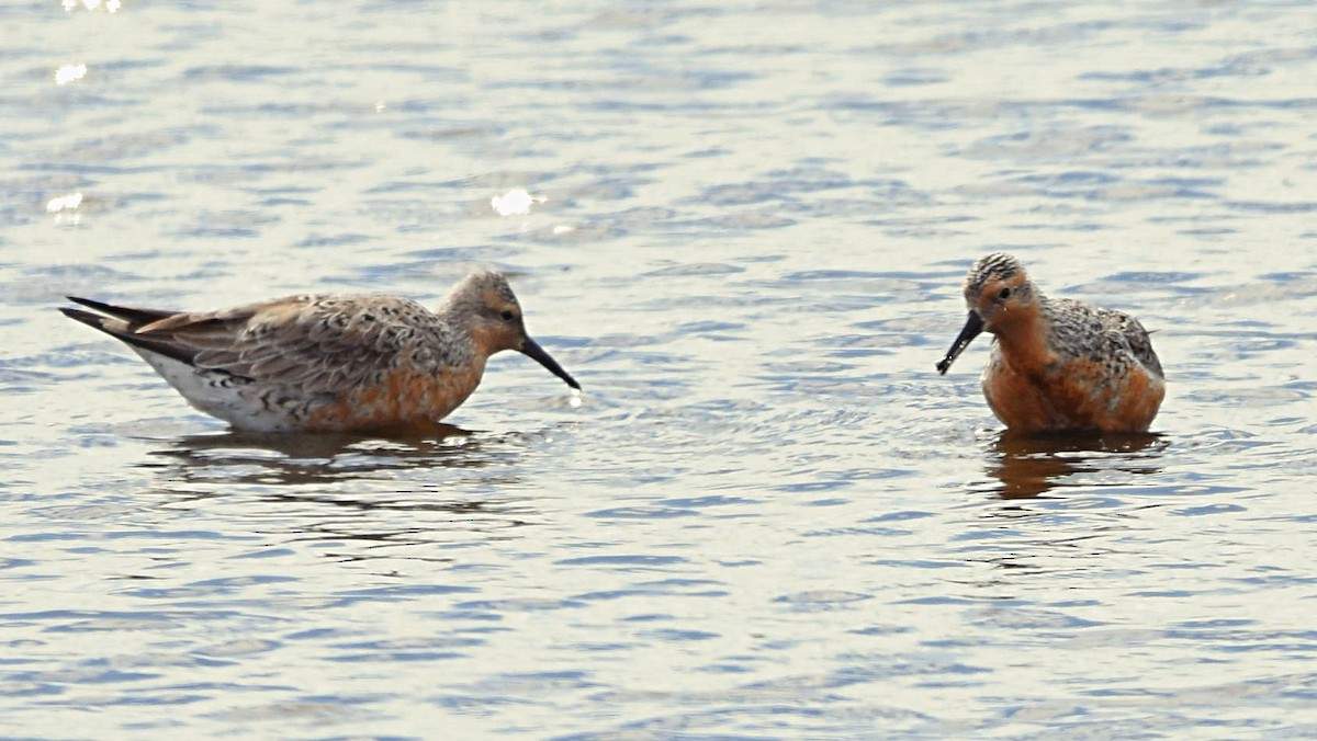 Red Knot - ML157541171