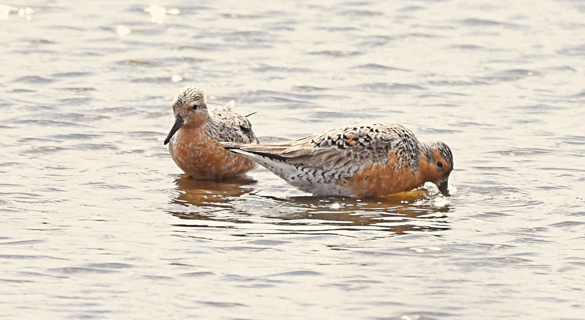 Red Knot - ML157541191