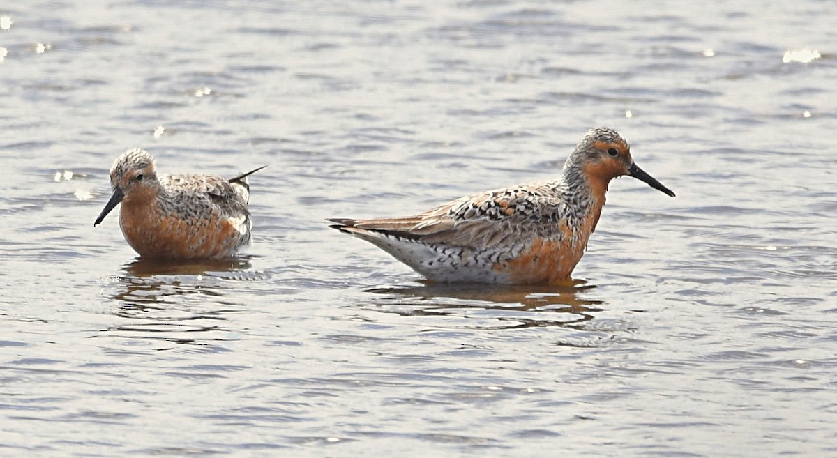 Red Knot - ML157541211