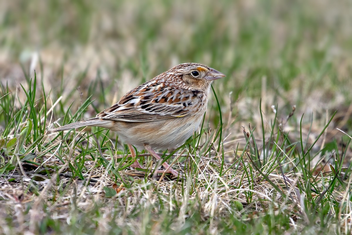 Grasshopper Sparrow - ML157552741