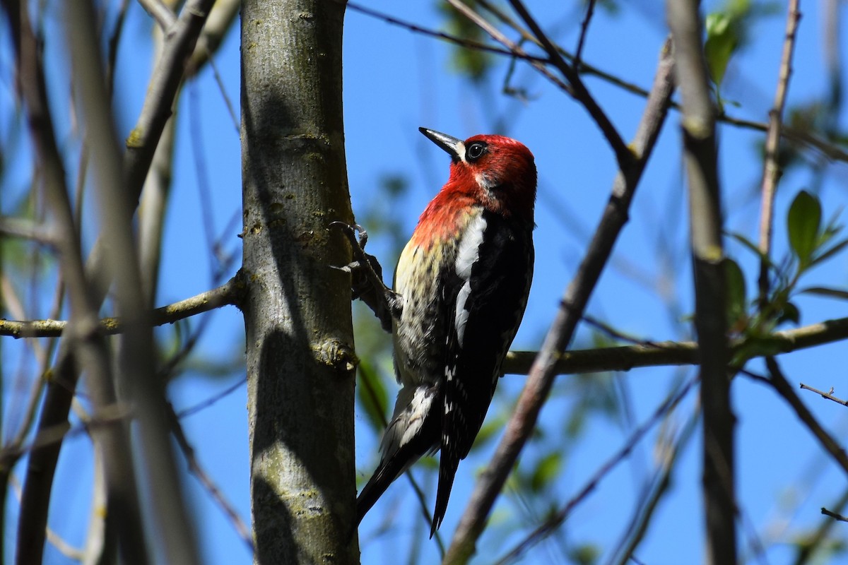Red-breasted Sapsucker - T Norris