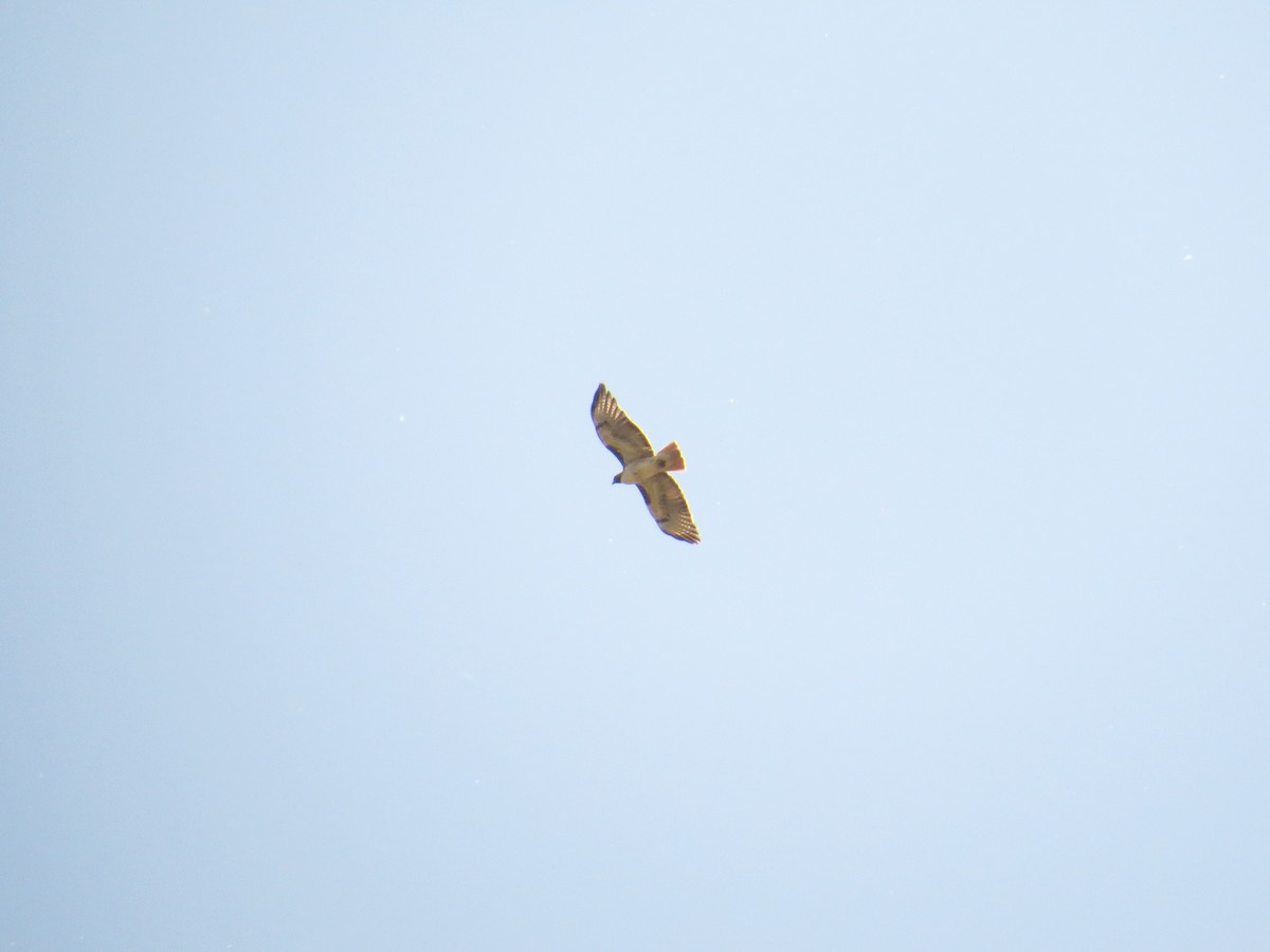 Red-tailed Hawk - ML157561281
