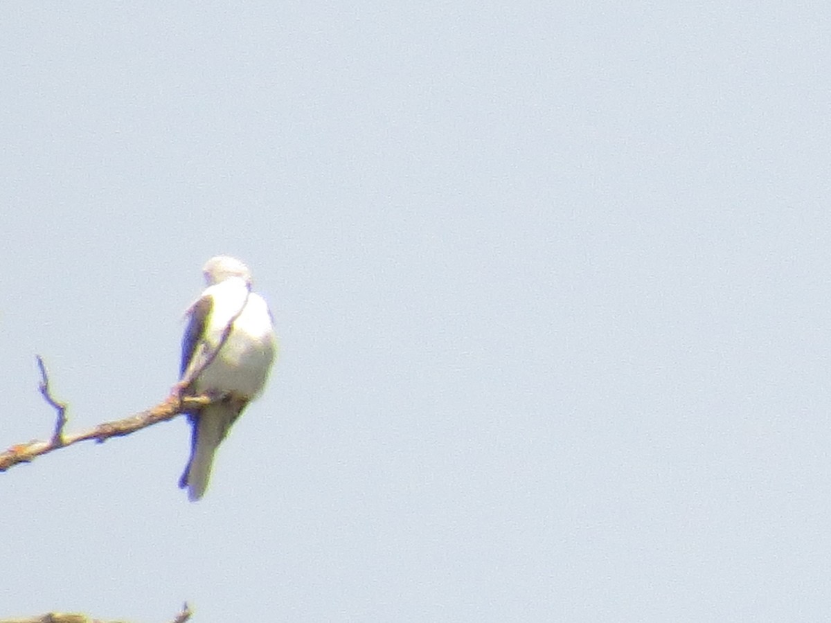 White-tailed Kite - ML157561901