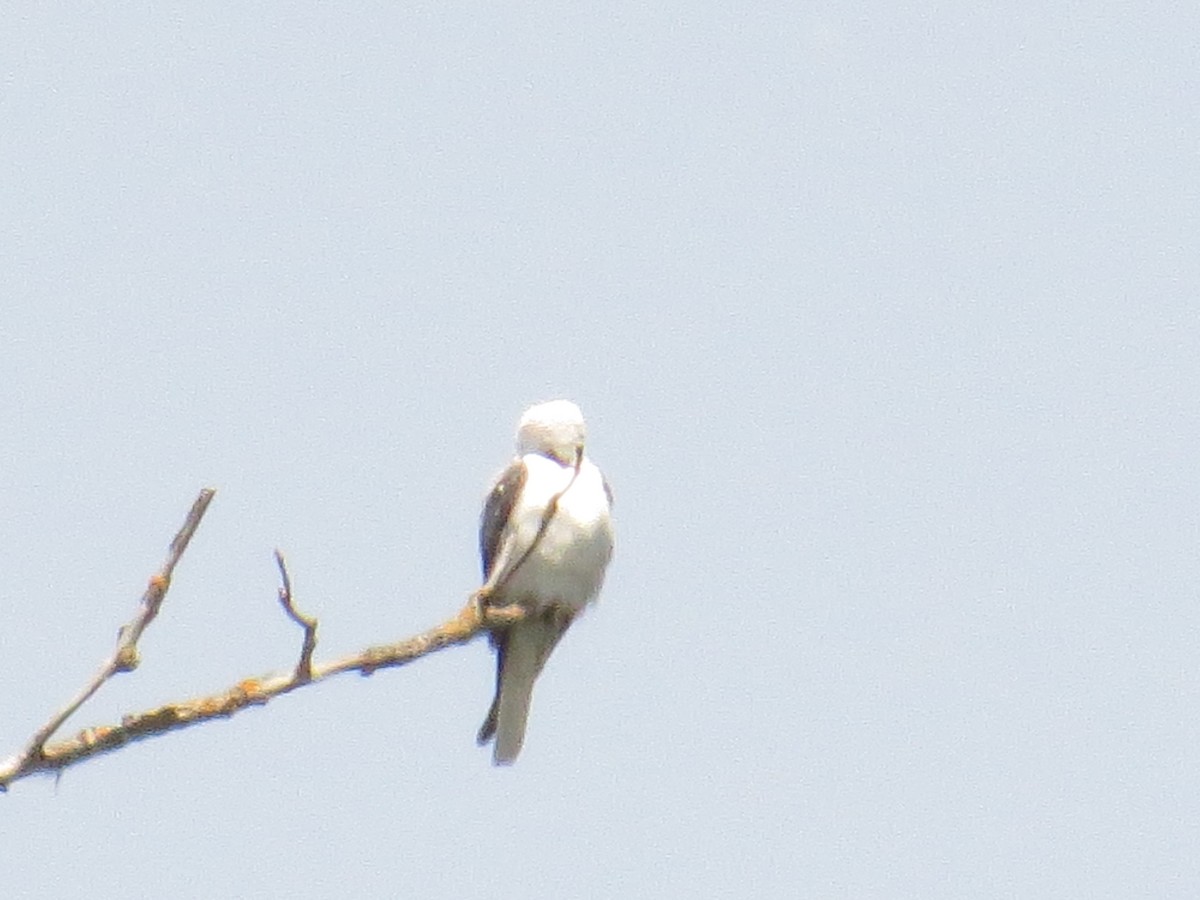 White-tailed Kite - ML157561931