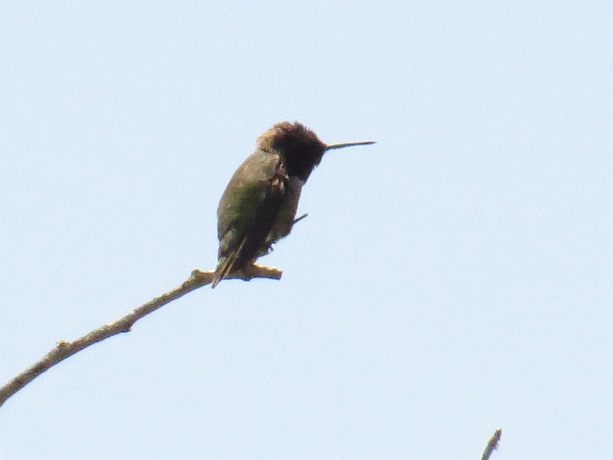 Anna's Hummingbird - ML157563931