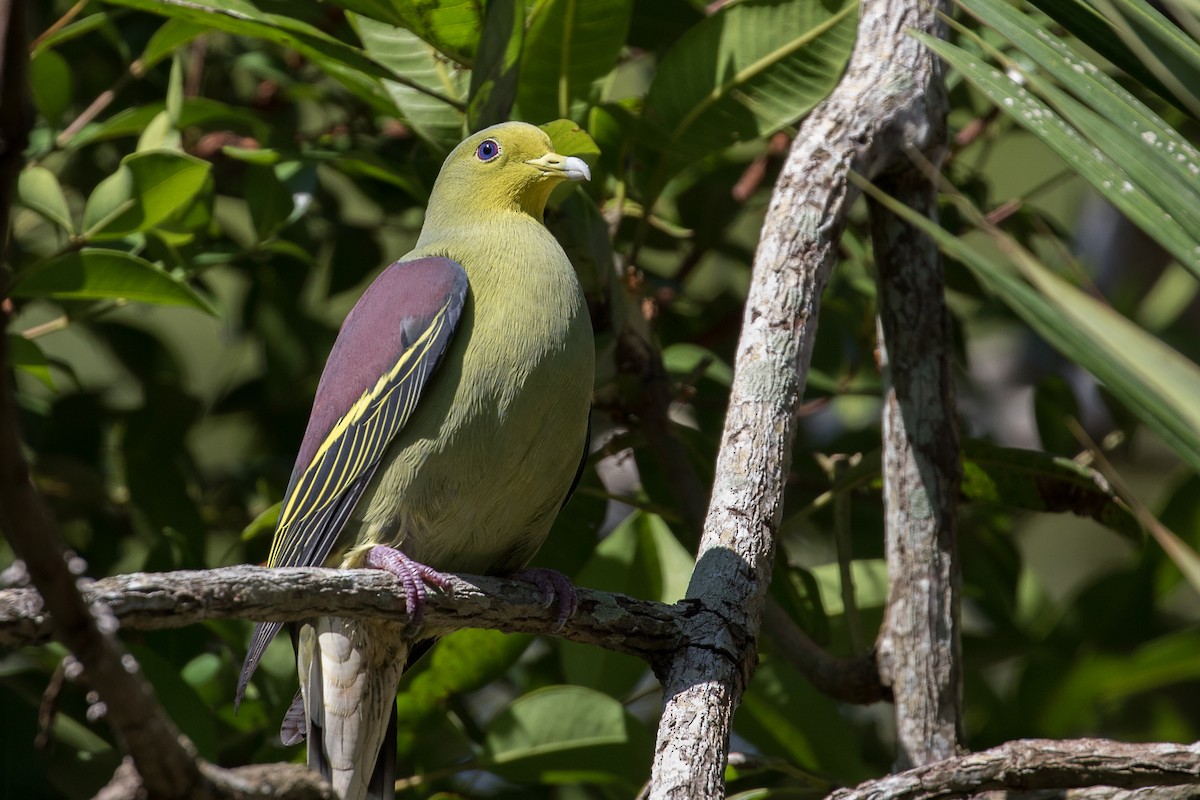 Sri Lanka Green-Pigeon - Frank Roosendaal