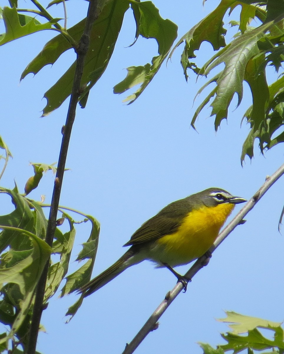 Yellow-breasted Chat - ML157566431