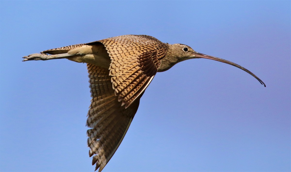 Long-billed Curlew - Ryan Phillips