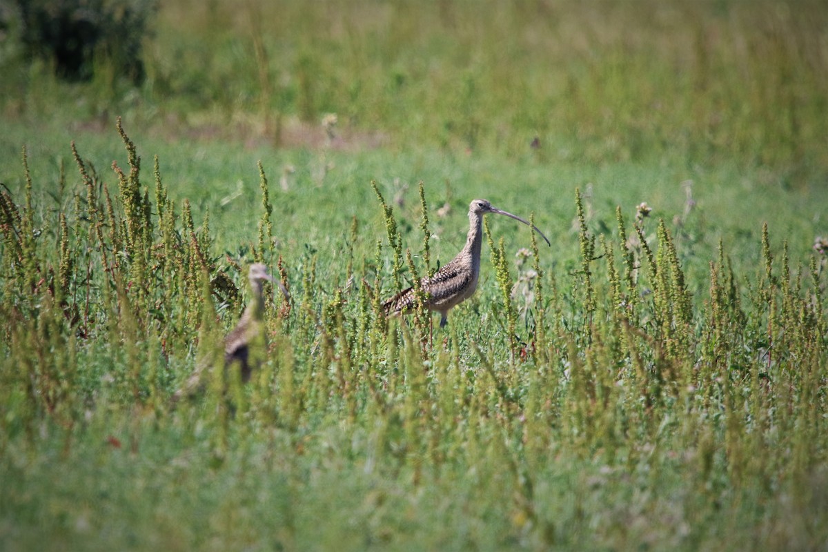 Long-billed Curlew - ML157569921