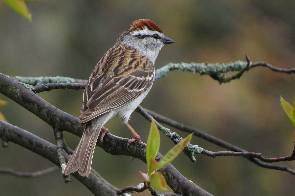 Chipping Sparrow - Andrew Bendall