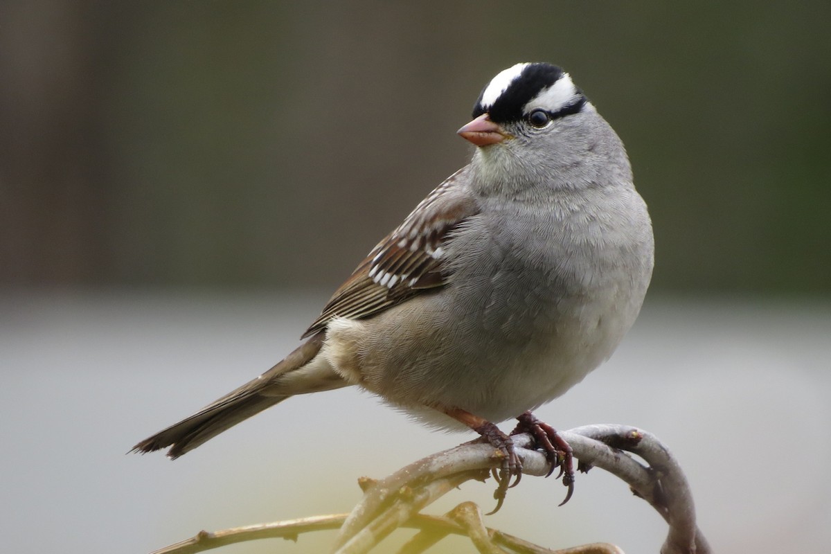 White-crowned Sparrow (Dark-lored) - Andrew Bendall