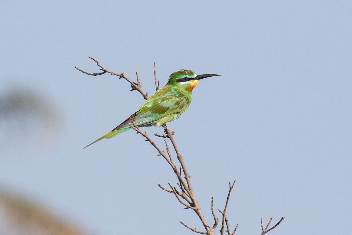 Blue-cheeked Bee-eater - James Kennerley