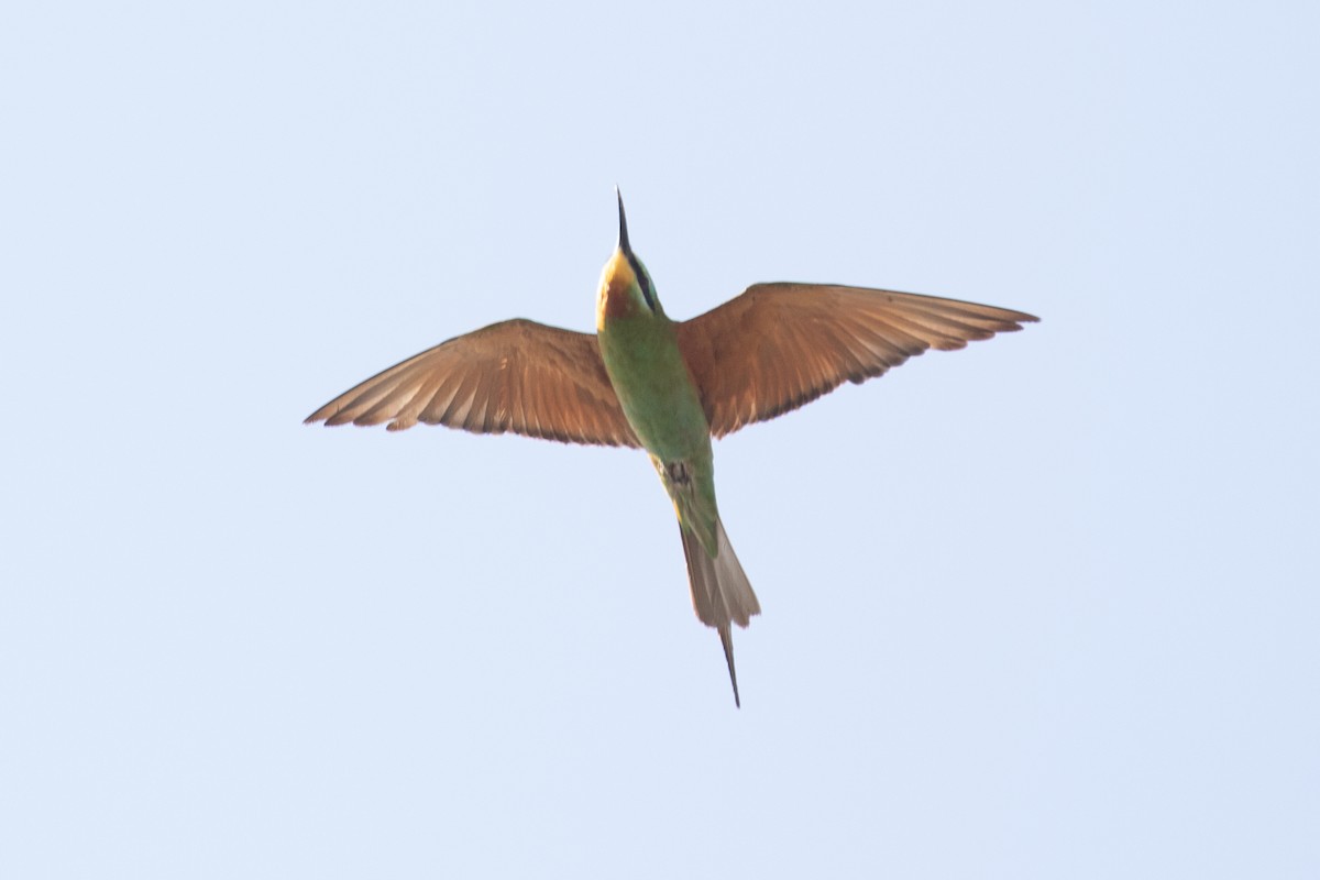 Blue-cheeked Bee-eater - ML157578161