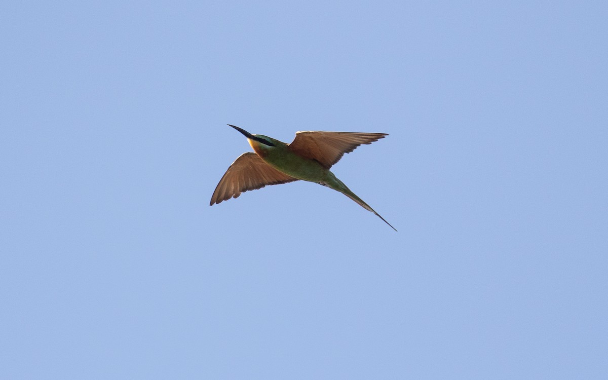 Blue-cheeked Bee-eater - ML157578171
