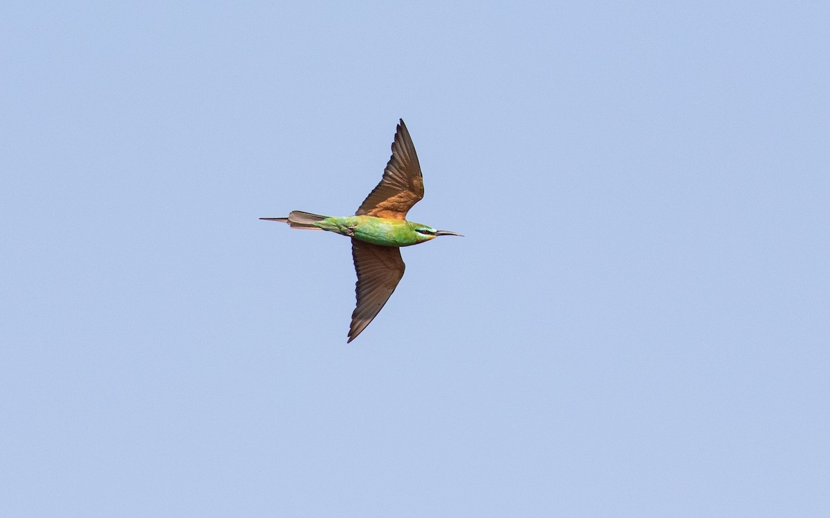 Blue-cheeked Bee-eater - ML157578431