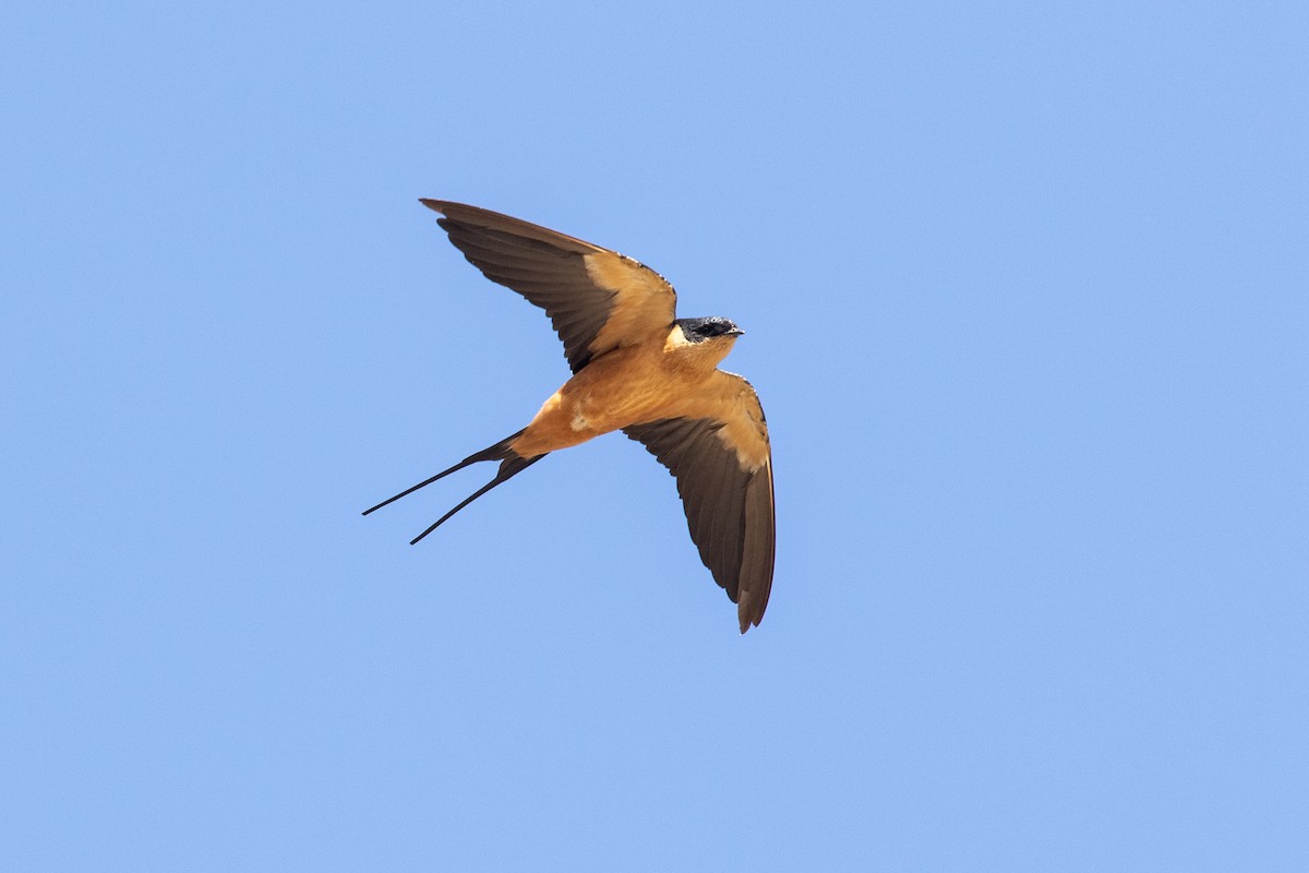 Rufous-chested Swallow - James Kennerley