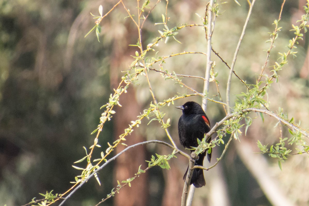Red-winged Blackbird - Eric Halverson