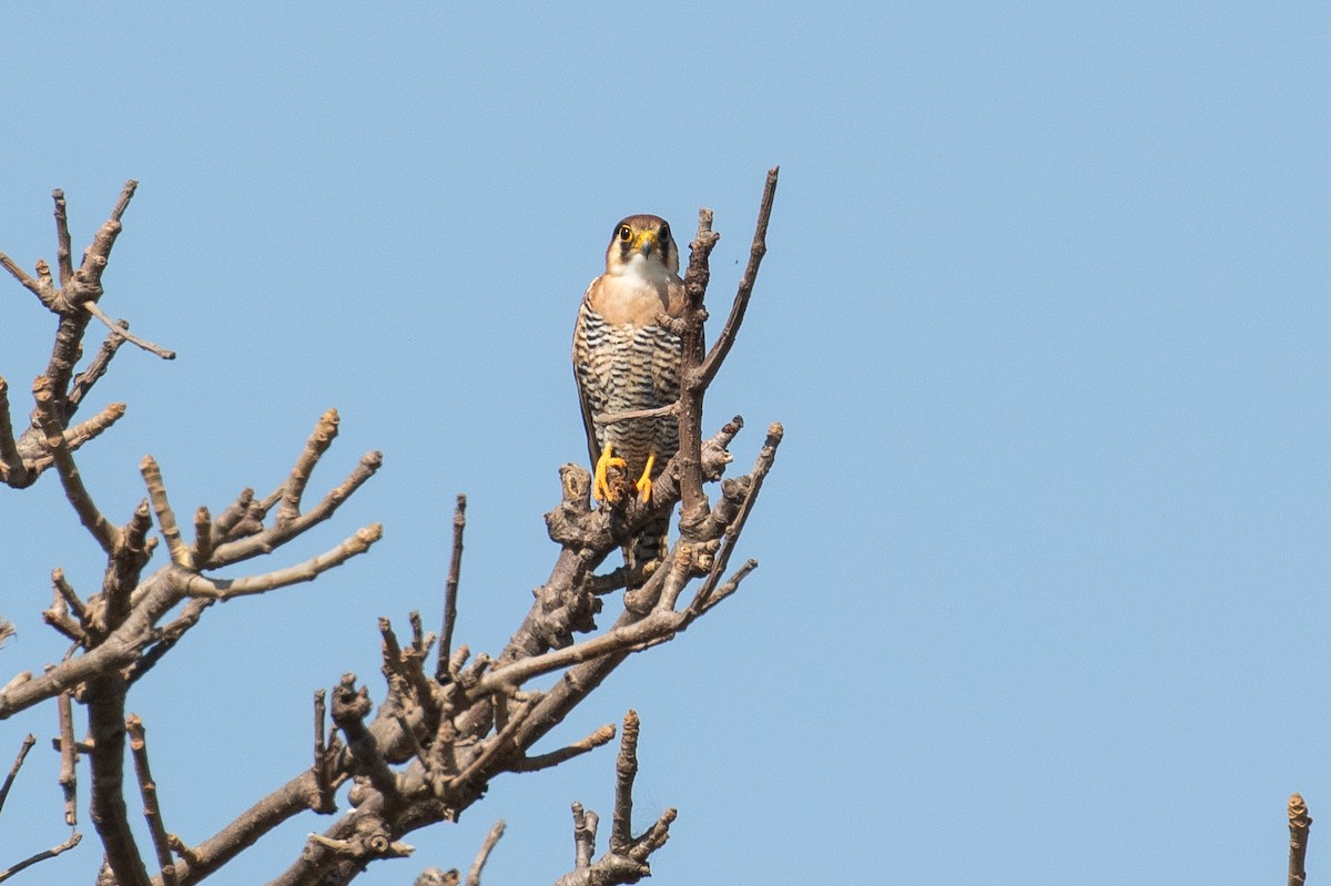 Red-necked Falcon - ML157579391