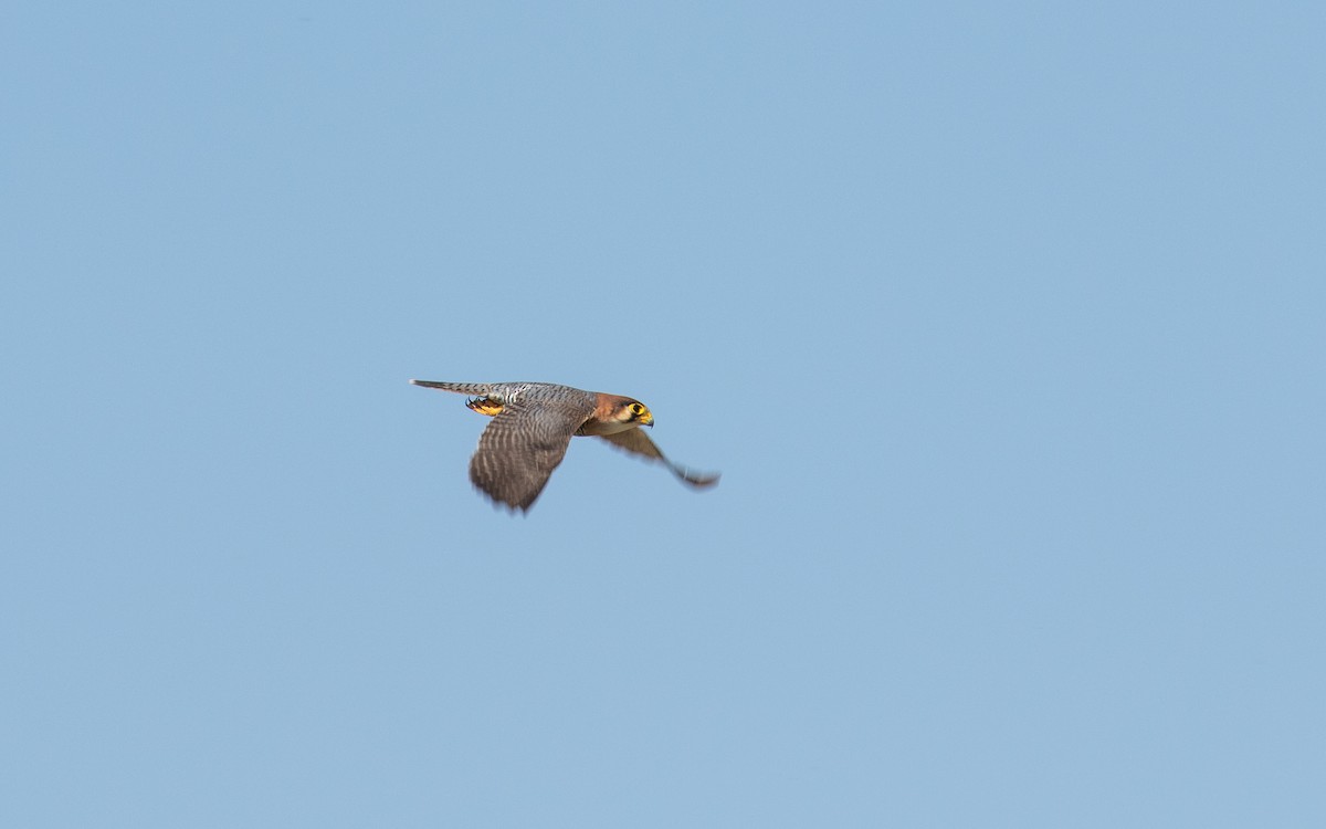 Red-necked Falcon - ML157579421