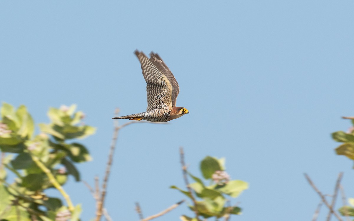 Red-necked Falcon - ML157579431