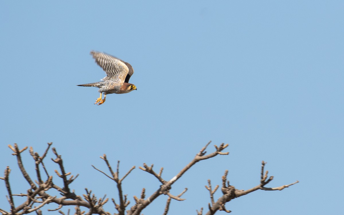 Red-necked Falcon - James Kennerley