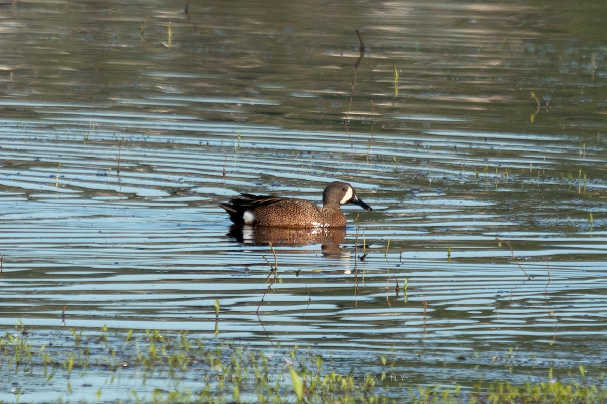 Blue-winged Teal - ML157580151