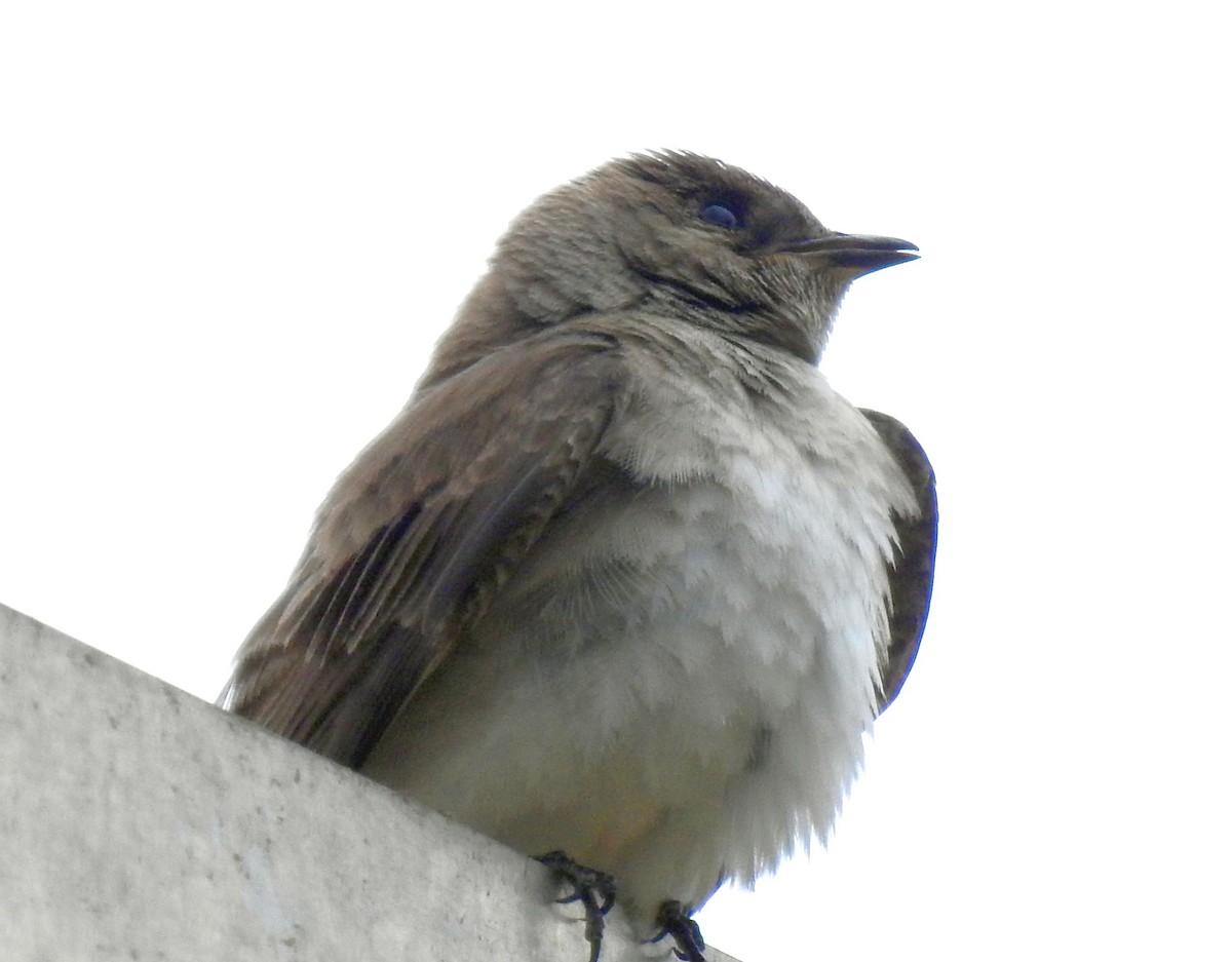 Northern Rough-winged Swallow - ML157581701
