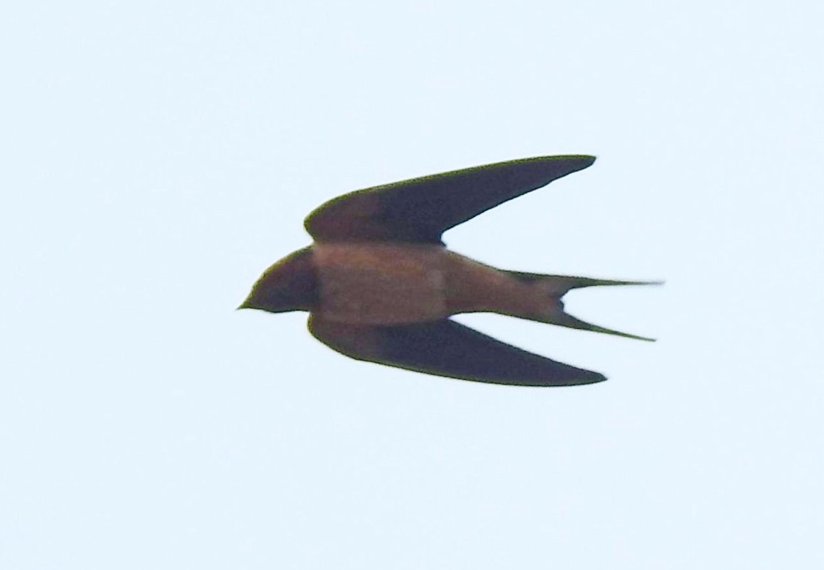 Barn Swallow - Greg Cross