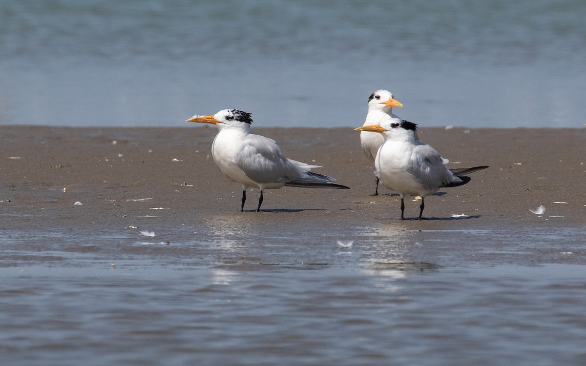 West African Crested Tern - ML157583071